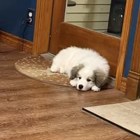 Yellow Girl - Reduced thru 3/8/26, a female Great Pyrenees and Maremma Sheepdog for sale in Edna, TX – Photo 1 of 7