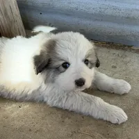 Yellow Girl - Reduced thru 3/8/26, a female Great Pyrenees and Maremma Sheepdog for sale in Edna, TX – Photo 4 of 7