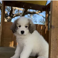 Yellow Girl - Reduced thru 3/8/26, a female Great Pyrenees and Maremma Sheepdog for sale in Edna, TX – Photo 2 of 7