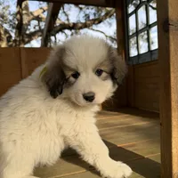 Yellow Girl - Reduced thru 3/8/26, a female Great Pyrenees and Maremma Sheepdog for sale in Edna, TX – Photo 3 of 7