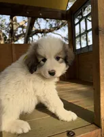 processed/571b0e9b-2eb9-472e-9284-3412f550bf45/listing/9ab58ffa-828b-47df-bbde-ec88ea59a8c8/af2ff18d-b2ea-4a44-8243-6c67cf9208f4