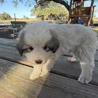 Yellow Girl - Reduced thru 3/8/26, a female Great Pyrenees and Maremma Sheepdog for sale in Edna, TX – Photo 5 of 7