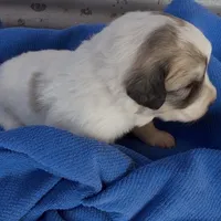 Orange Girl - Last week at this price, a female Great Pyrenees and Maremma Sheepdog for sale in Edna, TX – Photo 7 of 8