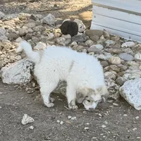 Orange Girl - Last week at this price, a female Great Pyrenees and Maremma Sheepdog for sale in Edna, TX – Photo 2 of 8
