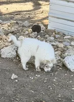 Orange Girl - Reduced thru 3/8/26, a female Great Pyrenees and Maremma Sheepdog for sale in Edna, TX – Photo 2 of 8