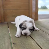 Orange Girl - Last week at this price, a female Great Pyrenees and Maremma Sheepdog for sale in Edna, TX – Photo 8 of 8