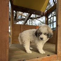Orange Girl - Last week at this price, a female Great Pyrenees and Maremma Sheepdog for sale in Edna, TX – Photo 5 of 8