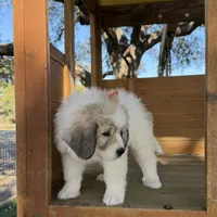 Orange Girl - Last week at this price, a female Great Pyrenees and Maremma Sheepdog for sale in Edna, TX – Photo 3 of 8
