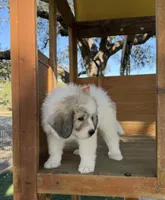 Orange Girl - Reduced thru 3/8/26, a female Great Pyrenees and Maremma Sheepdog for sale in Edna, TX – Photo 3 of 8