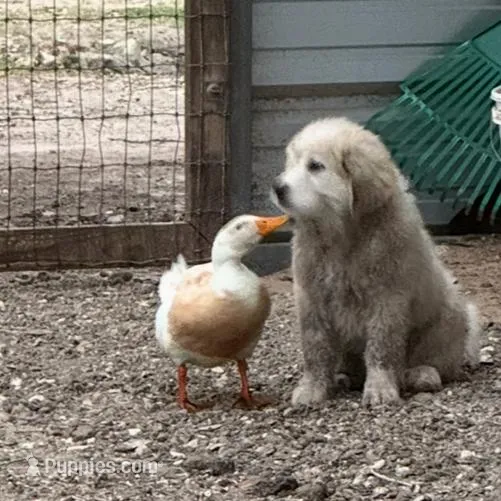 Orange Girl - Reduced thru 3/8/26, a female Great Pyrenees and Maremma Sheepdog for sale in Edna, TX – Photo 1 of 8
