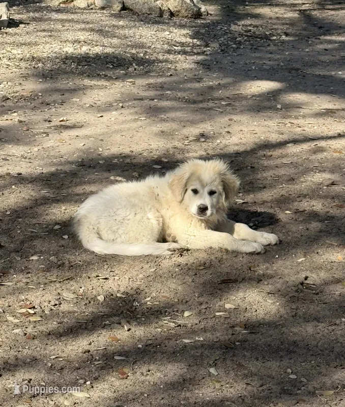 Orange Girl - Last week at this price – Great Pyrenees, Maremma Sheepdog puppy for sale in Edna, TX