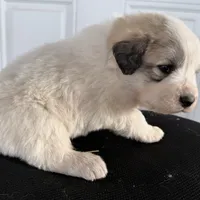Orange Girl - Last week at this price, a female Great Pyrenees and Maremma Sheepdog for sale in Edna, TX – Photo 6 of 8
