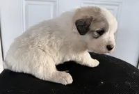 processed/571b0e9b-2eb9-472e-9284-3412f550bf45/listing/a2cfdcf7-8569-4423-a417-a77fe1cd3261/e3b9f54e-37ea-4c51-84ae-0247ff5f0051