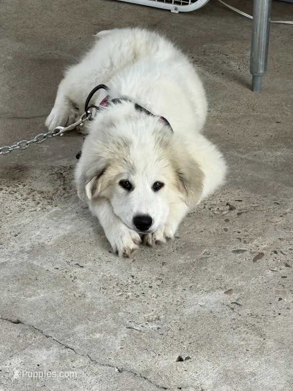 Green Girl – Great Pyrenees, Maremma Sheepdog puppy for sale in Edna, TX