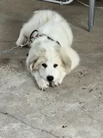 Green Girl - Microchipped, a female Great Pyrenees and Maremma Sheepdog for sale in Edna, TX – Photo 1 of 10