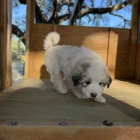 Green Girl - Reduced thru 3/8/26, a female Great Pyrenees and Maremma Sheepdog for sale in Edna, TX – Photo 5 of 7