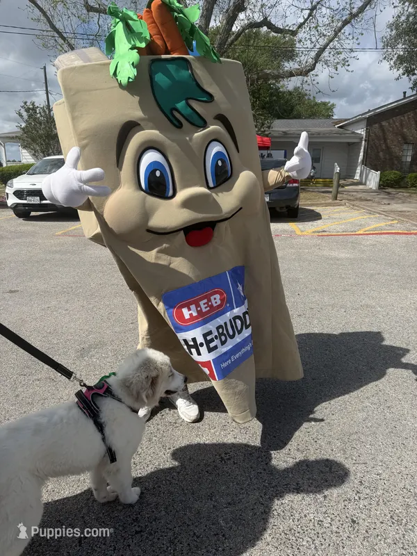Green Girl - Microchipped – Great Pyrenees, Maremma Sheepdog puppy for sale in Edna, TX