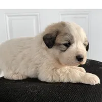 Green Girl - Reduced thru 3/8/26, a female Great Pyrenees and Maremma Sheepdog for sale in Edna, TX – Photo 6 of 7