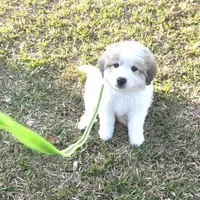Green Girl - Reduced thru 3/8/26, a female Great Pyrenees and Maremma Sheepdog for sale in Edna, TX – Photo 2 of 7