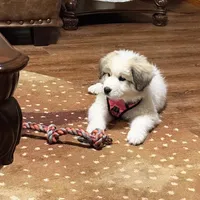 Green Girl - Reduced thru 3/8/26, a female Great Pyrenees and Maremma Sheepdog for sale in Edna, TX – Photo 1 of 7