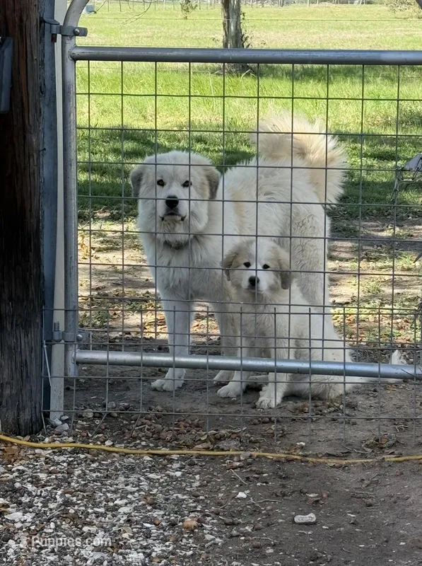 Green Girl – Great Pyrenees, Maremma Sheepdog puppy for sale in Edna, TX