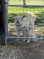 Green Girl, a female Great Pyrenees and Maremma Sheepdog for sale in Edna, TX – Photo 1 of 8