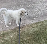 Green Girl - Microchipped, a female Great Pyrenees and Maremma Sheepdog for sale in Edna, TX – Photo 2 of 10