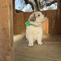 Green Girl - Reduced thru 3/8/26, a female Great Pyrenees and Maremma Sheepdog for sale in Edna, TX – Photo 4 of 7