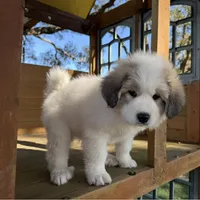 Green Girl - Reduced thru 3/8/26, a female Great Pyrenees and Maremma Sheepdog for sale in Edna, TX – Photo 3 of 7