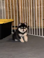 Patriot, a male Pomsky for sale in Spring Hill, FL – 3 of 6