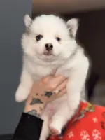 Smores, a female Pomsky for sale in Spring Hill, FL – 2 of 3