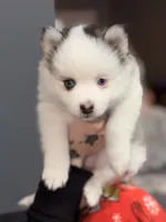 Smores, a female Pomsky for sale in Spring Hill, FL – 3 of 3