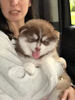 Firecracker, a male Pomsky for sale in Spring Hill, FL – 3 of 4