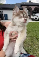 Liberty, a female Pomsky for sale in Spring Hill, FL – 2 of 2