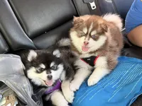 Firecracker, a male Pomsky for sale in Spring Hill, FL – 4 of 4