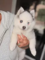 Smores, a female Pomsky for sale in Spring Hill, FL – 1 of 3