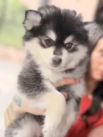 Patriot, a male Pomsky for sale in Spring Hill, FL – 1 of 6