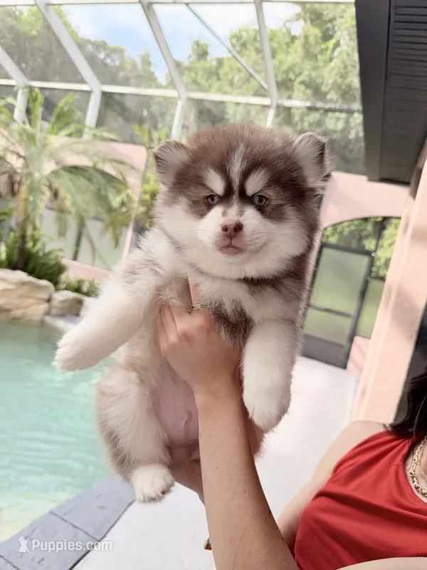 Firecracker – Pomsky puppy for sale in Spring Hill, FL