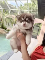 Firecracker, a male Pomsky for sale in Spring Hill, FL – 1 of 4