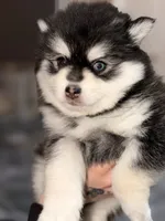 Patriot, a male Pomsky for sale in Spring Hill, FL – 6 of 6