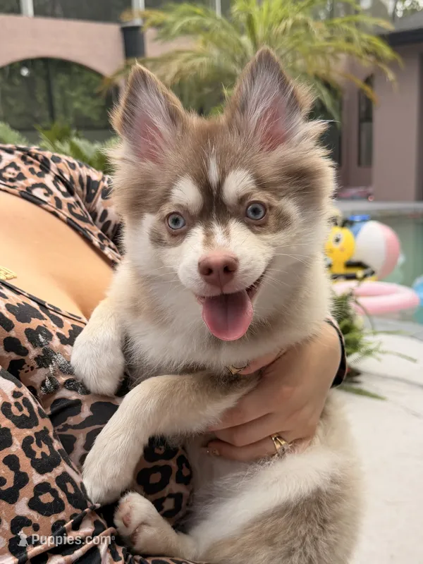 Liberty – Pomsky puppy for sale in Spring Hill, FL