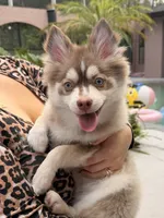 Liberty, a female Pomsky for sale in Spring Hill, FL – 1 of 2