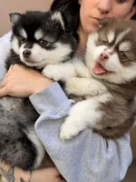 Patriot, a male Pomsky for sale in Spring Hill, FL – 5 of 6