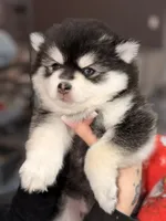 Patriot, a male Pomsky for sale in Spring Hill, FL – 2 of 6