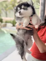 Patriot, a male Pomsky for sale in Spring Hill, FL – 4 of 6