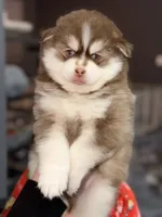 Firecracker, a male Pomsky for sale in Spring Hill, FL – 2 of 4