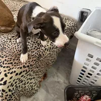 Beauty Female, a female American Bulldog and Boxer for sale in Sunny Isles Beach, FL – Photo 3 of 3