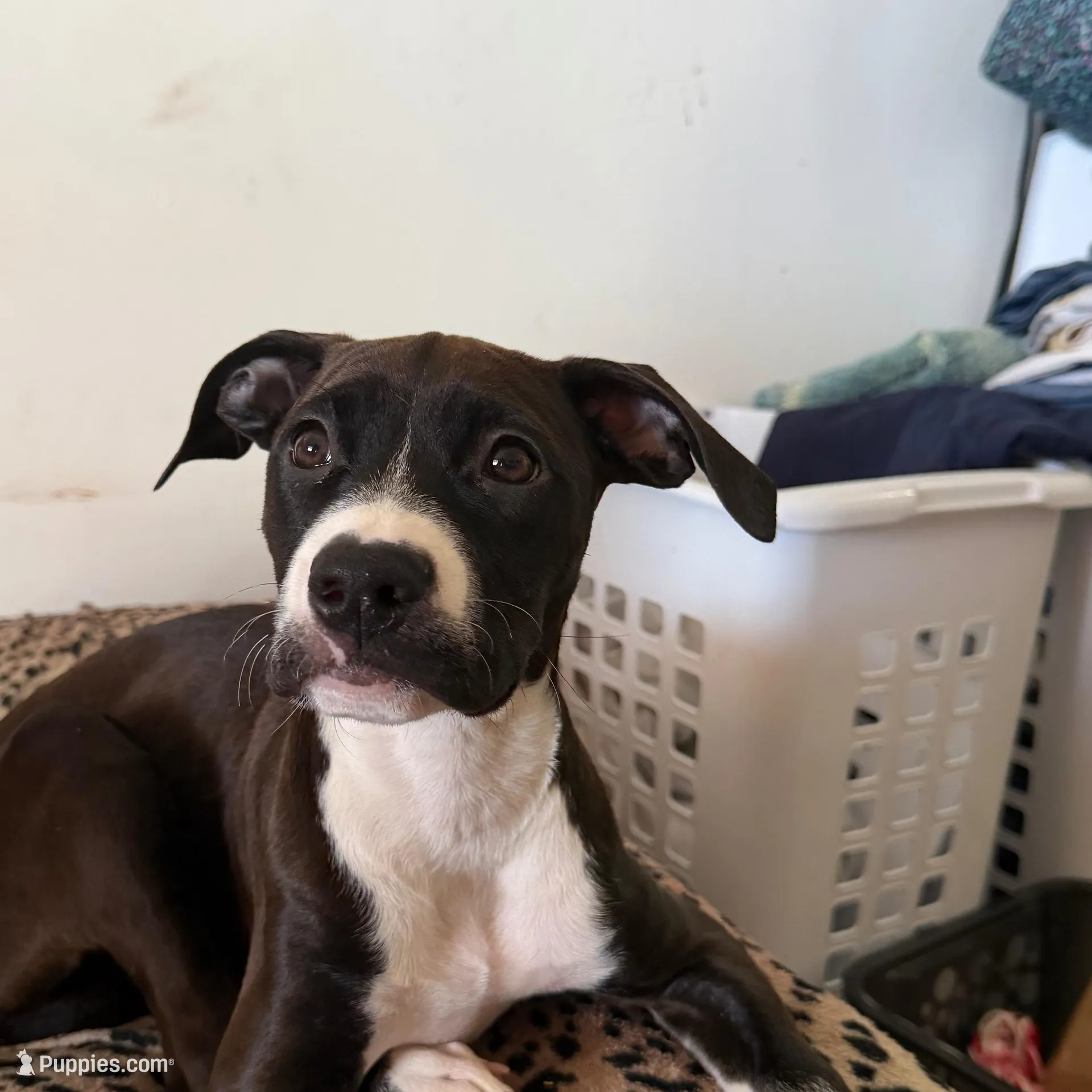 Beauty Female, a female American Bulldog and Boxer for sale in Sunny Isles Beach, FL – Photo 2 of 3