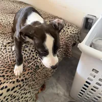 Beauty Female, a female American Bulldog and Boxer for sale in Sunny Isles Beach, FL – Photo 1 of 3