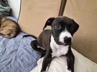 Onyx , a female American Bulldog and Boxer for sale in Sunny Isles Beach, FL – Photo 2 of 2